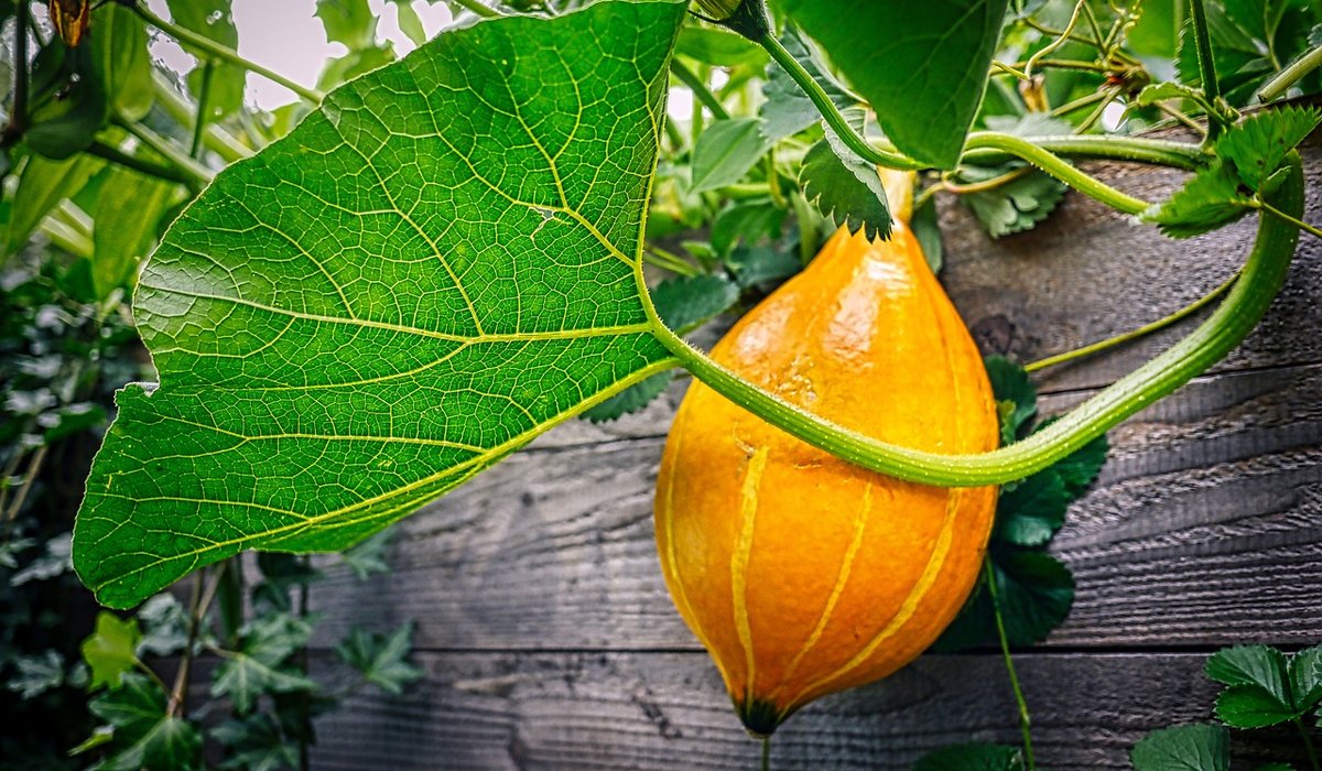 Best Vegetables to Grow in Containers on a Patio